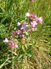 Thymus pannonicus