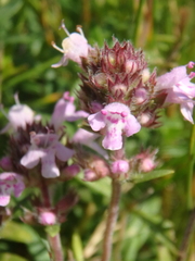 Thymus pannonicus