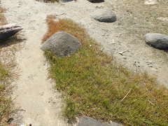 Salicornia tegetaria