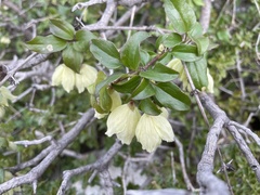 Clematis cirrhosa