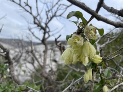 Clematis cirrhosa