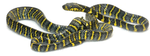 Mangrove Cat Snake