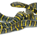 Luzon Mangrove Snake - Photo (c) 
Brown R, Siler C, Oliveros C, Welton L, Rock A, Swab J, Van Weerd M, van Beijnen J, Rodriguez D, Jose E, Diesmos A, some rights reserved (CC BY)