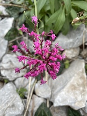 Centranthus ruber