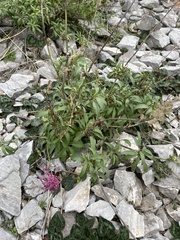 Centranthus ruber
