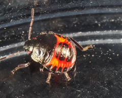Perillus bioculatus