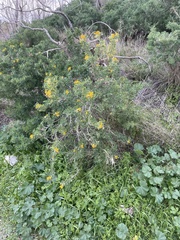 Medicago arborea