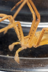 Pisaurina dubia