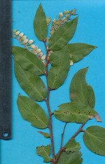 Gaultheria erecta