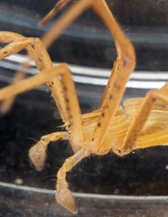 Pisaurina dubia