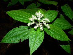 Miconia agrestis