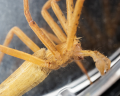 Pisaurina dubia