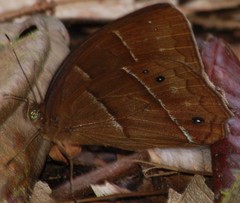 Parataygetis lineata