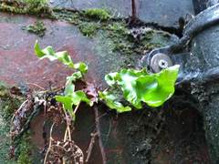 Asplenium scolopendrium