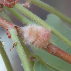 Striatoandricus furnessulus