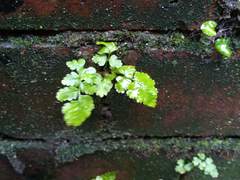 Asplenium adiantum-nigrum