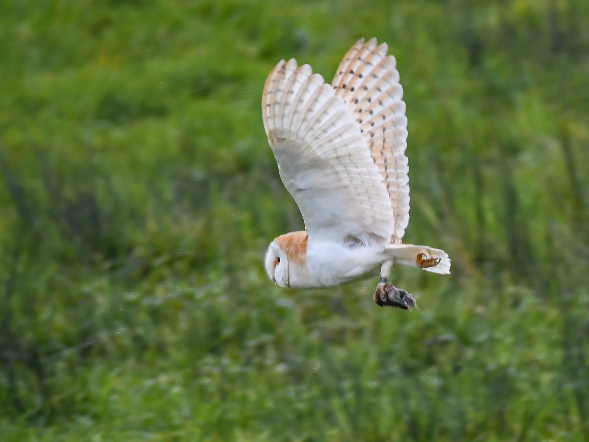 Western Barn Owl (Tyto alba)