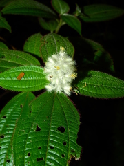 Miconia agrestis