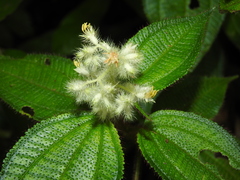 Miconia agrestis