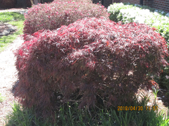 Acer palmatum
