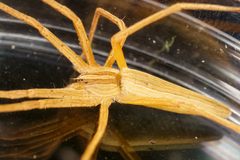 Pisaurina dubia