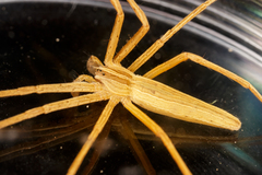 Pisaurina dubia