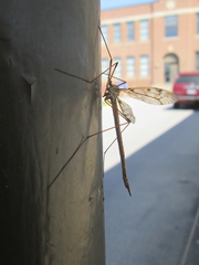 Tipula longiventris