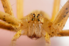 Pisaurina dubia