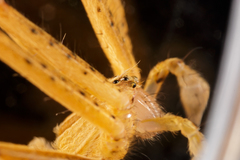 Pisaurina dubia
