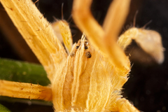 Pisaurina dubia