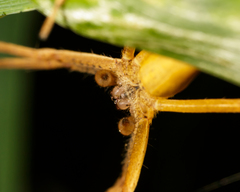 Pisaurina dubia