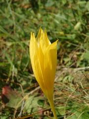 Crocus scharojanii