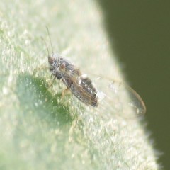 Bactericera cockerelli