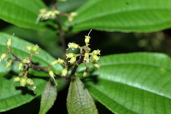 Miconia aliquantula