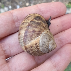 Cornu aspersum