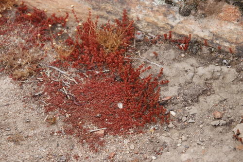 Crassula thunbergiana