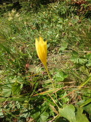 Crocus scharojanii