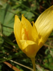 Crocus scharojanii
