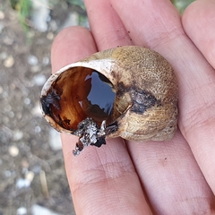 Cornu aspersum
