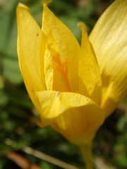 Crocus scharojanii