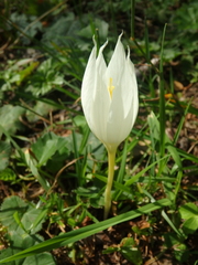 Crocus vallicola