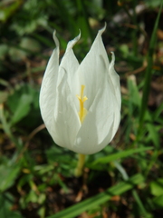 Crocus vallicola