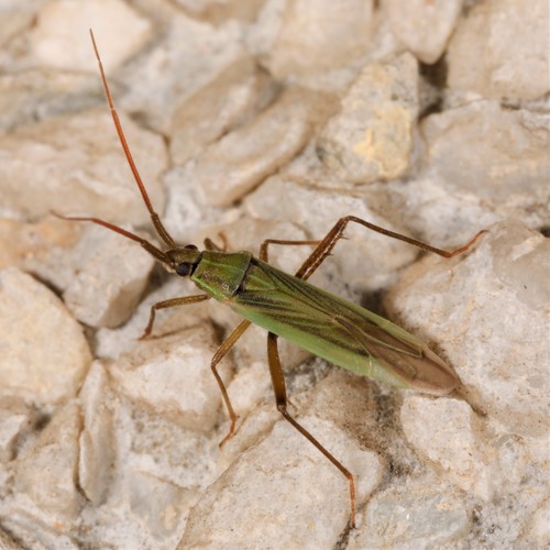 Stenodema pilosa
