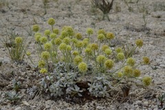 Eriogonum argophyllum