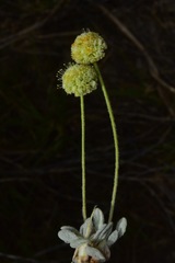 Eriogonum argophyllum