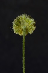 Eriogonum argophyllum