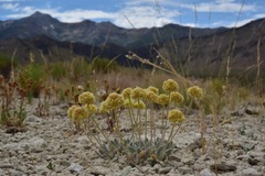Eriogonum argophyllum