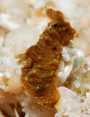 Polycera risbeci