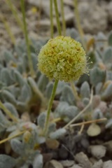 Eriogonum argophyllum