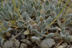Eriogonum argophyllum